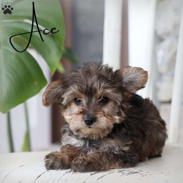 Ace, Yorkie Poo Puppy